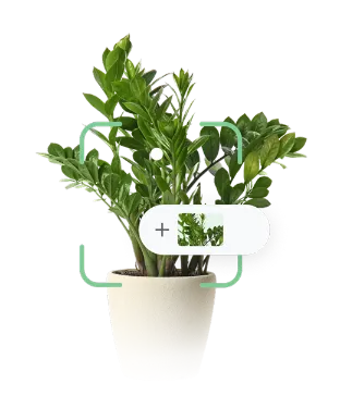 Image of plant with Google Lens framing around it