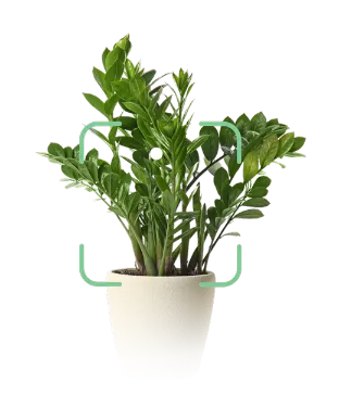 Image of plant
