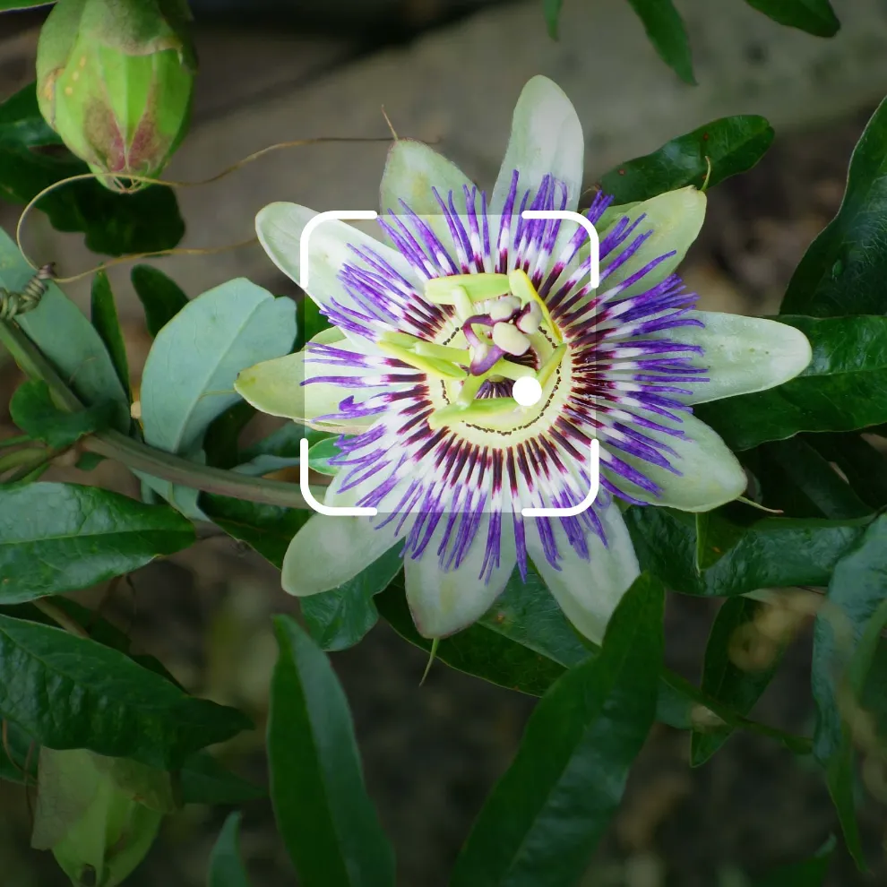 Image of white and purple flower with Google Lens framing around it