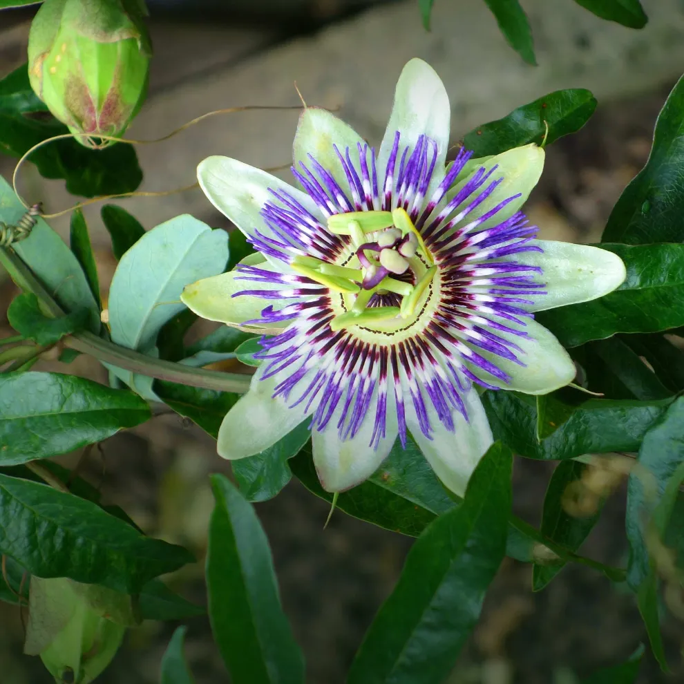 Image of white and purple flower