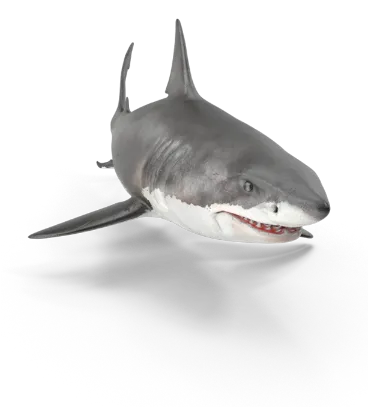Image of shark
