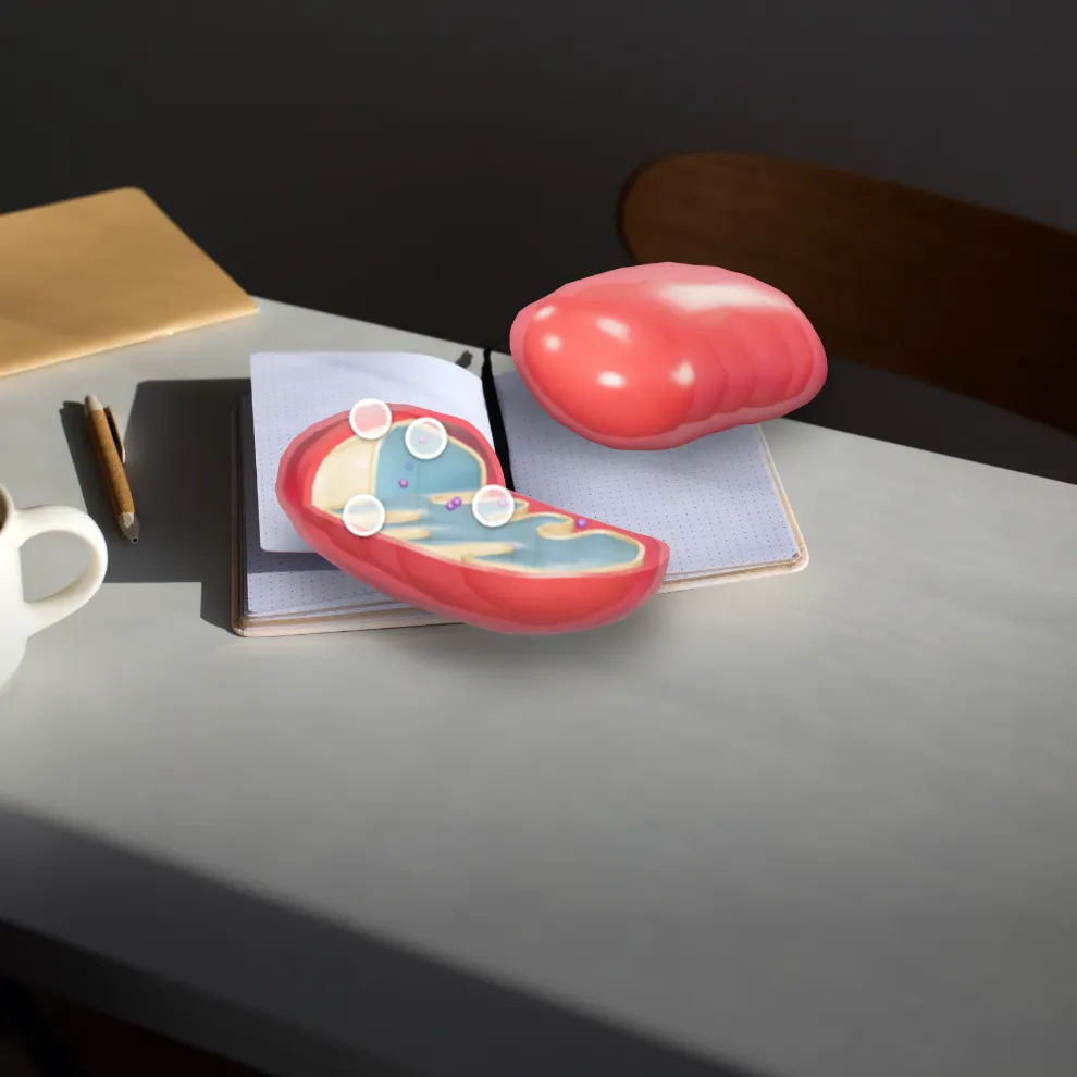 Image of mitochondria on desk using Google AR