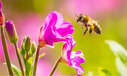 Image of bee next to pink flower